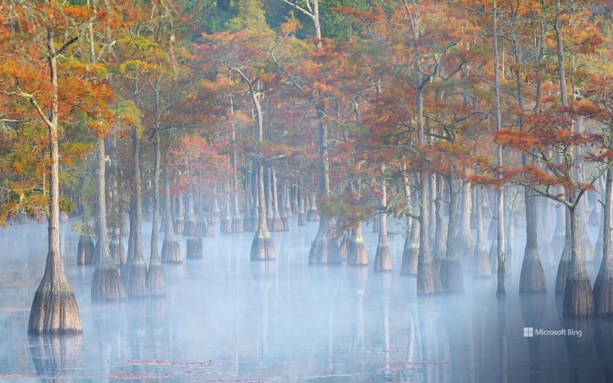 Cypress trees in George L Smith State Park, Georgia, USA