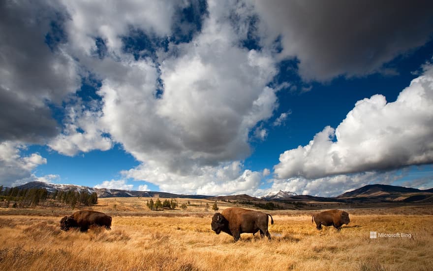 American bison in Yellowstone National Park, Wyoming, USA