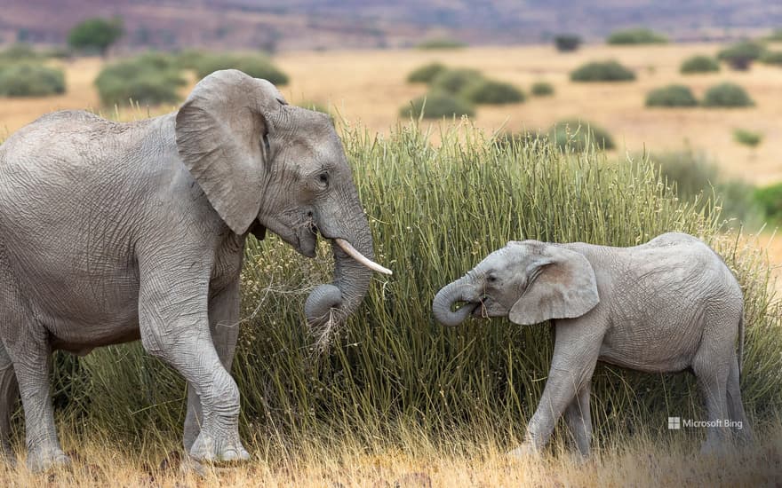 Desert elephant with calf feeding on tall grass, Namibia