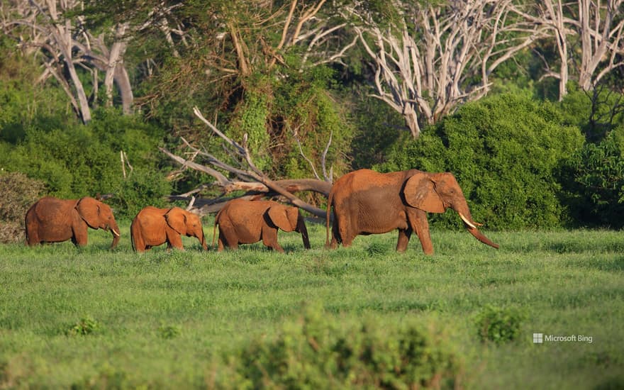 African elephants in Tsavo East National Park, Kenya