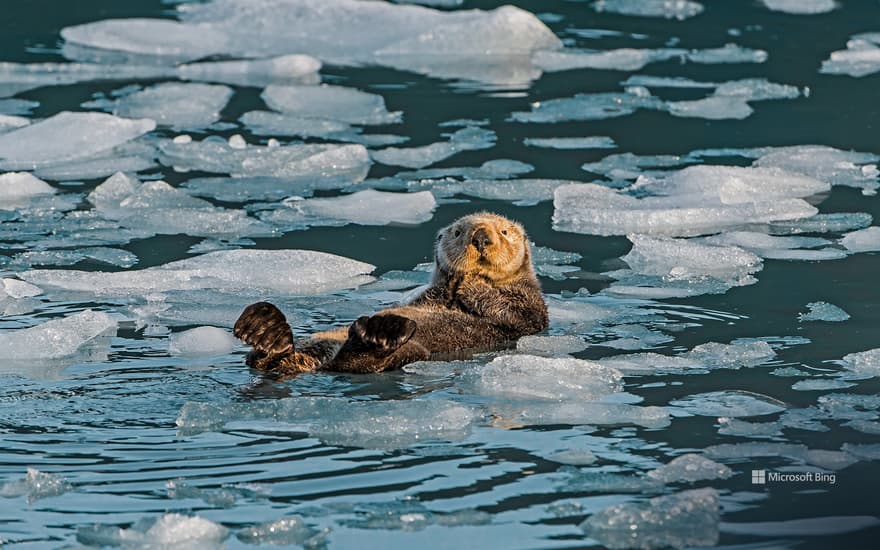 Sea otter, Prince William Sound, Alaska, USA