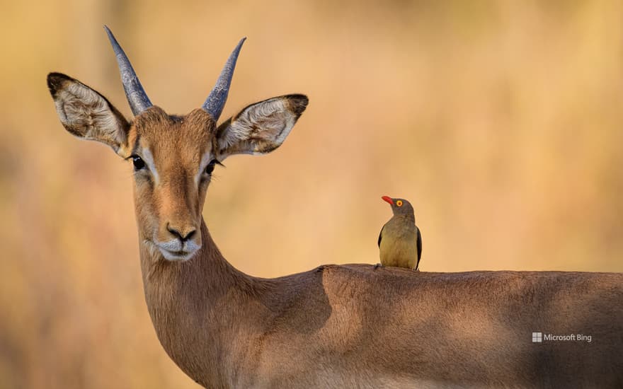 Impala and red-billed oxpecker, South Africa