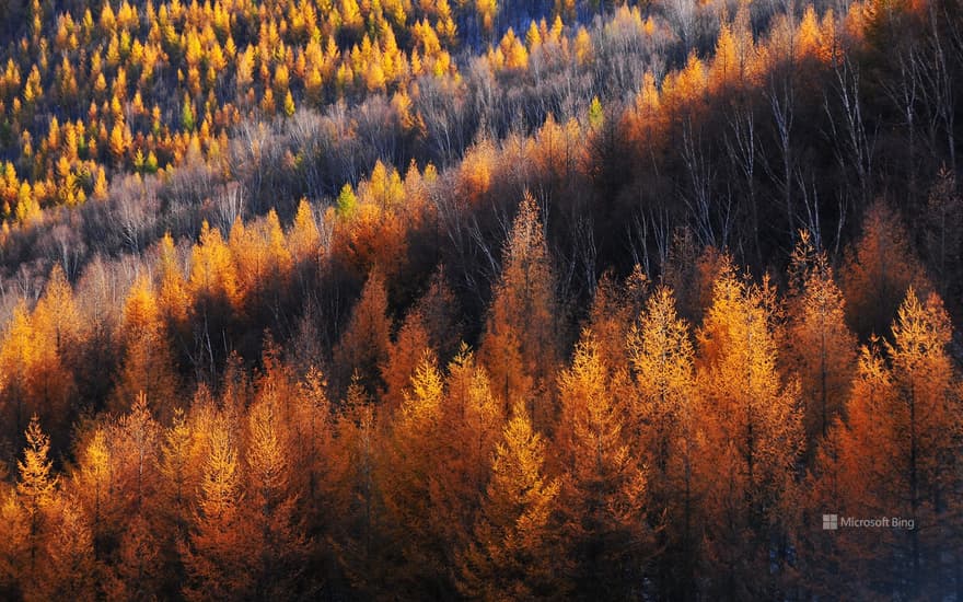 Golden pine trees, Bashang Grassland, China