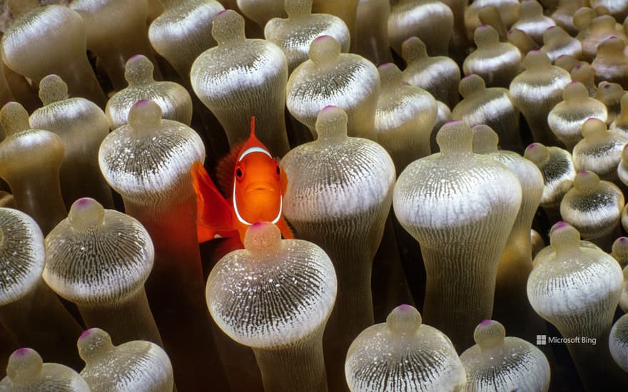 Spine-cheeked anemonefish surrounded by bubble-tip anemone, Milne Bay, Papua New Guinea