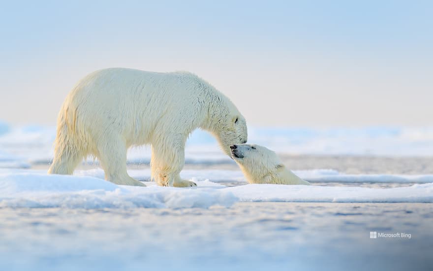 Polar bears at play in the Arctic